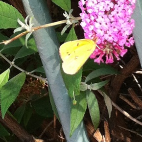 Beautiful Brooklyn Butterfly